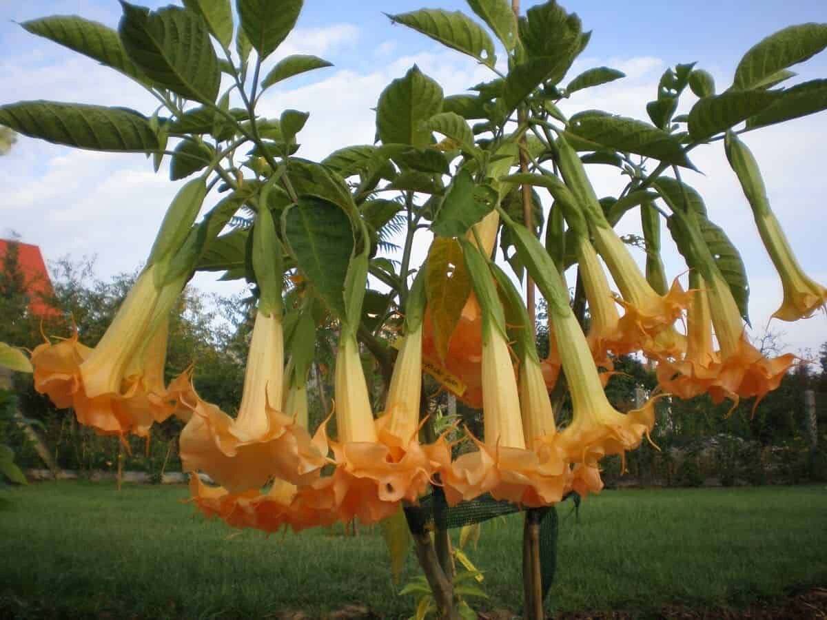 Бругмансия. Бругмансия Langenbuscher Garten. Золотистая бругмансия Brugmansia Aurea). Бругмансия Аромагия желтая. Бругмансия древовидная (ангельские трубы)..