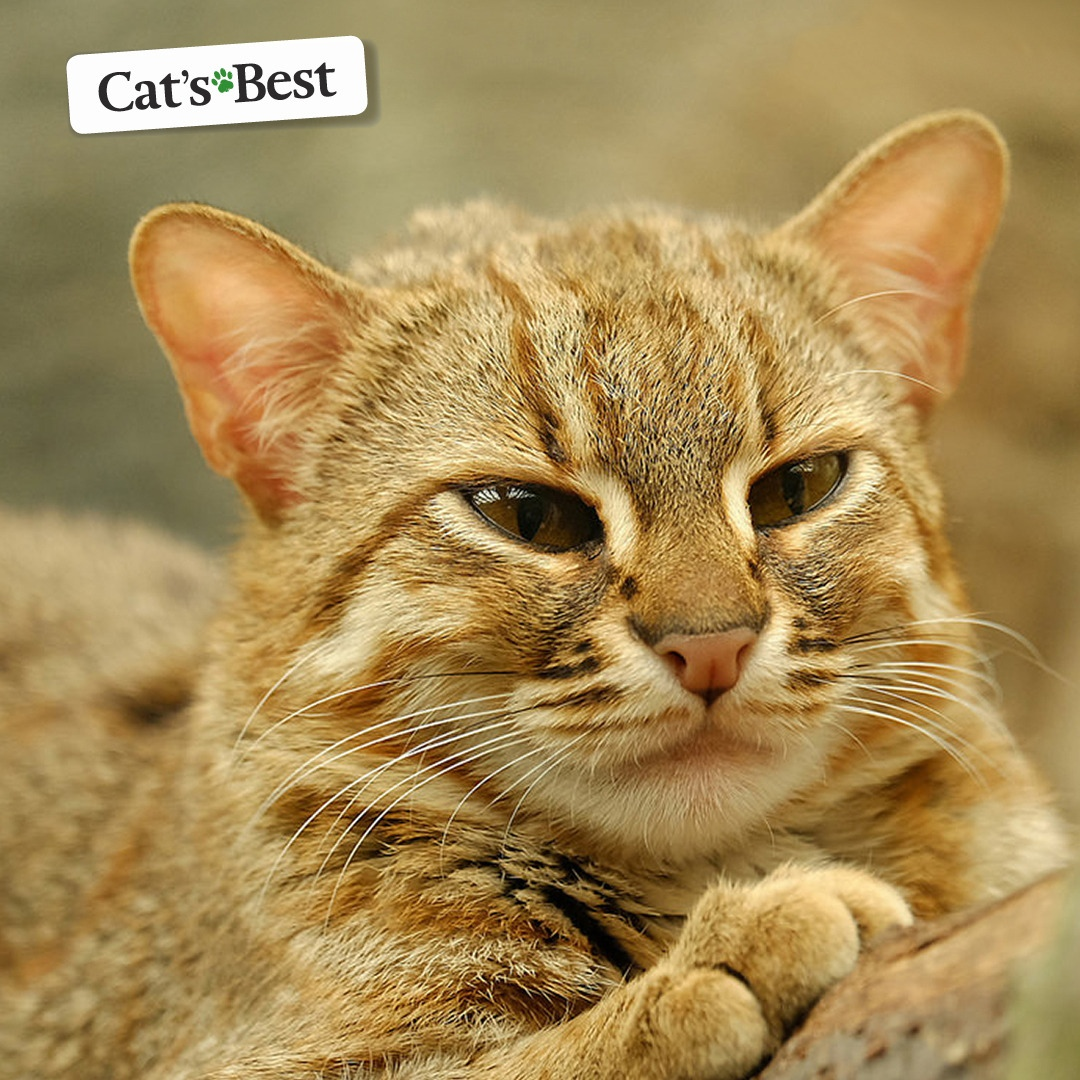 Африканская степная кошка | Cats Best | Дзен