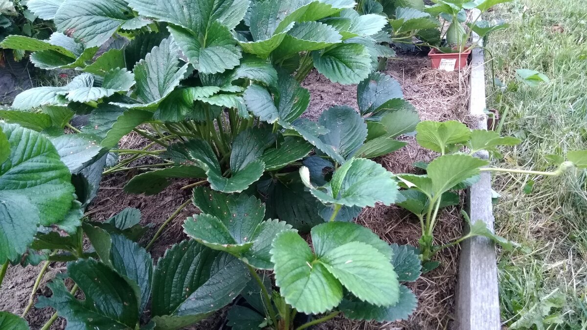 Зачем мучить кусты и срезать с них листву в середине лета? Я не только не срезаю, но и размножаю. И очень удачно.