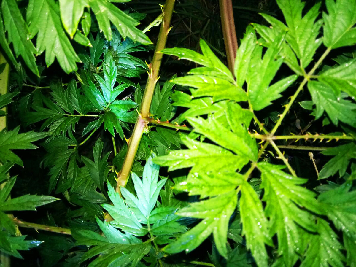 Сплошные шипы. И даже на листьях... Листайте вбок