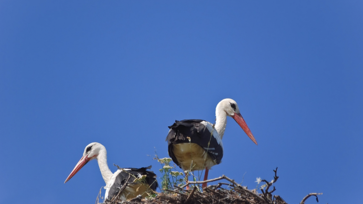 Фото: Алёшина Оксана / Фотобанк Лори