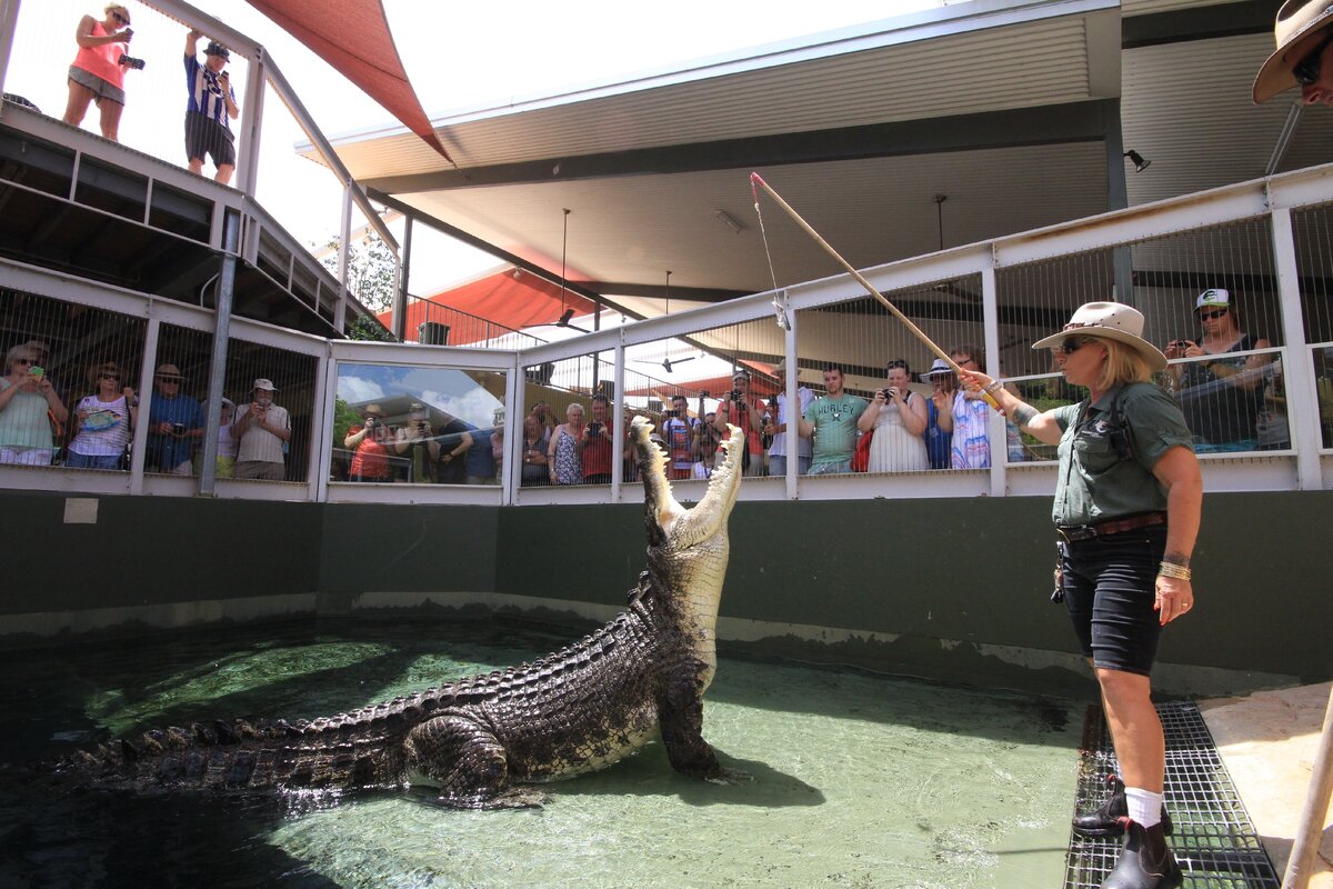 Экстремальный аттракцион Crocosaurus Cove в Австралии, или селфи с  крокодилом | Аквариумные рыбки | Дзен