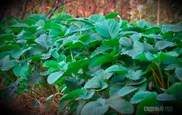 Любимая клубника.