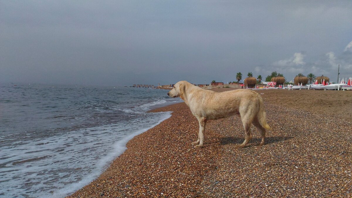 Что взять с меня, даже пес не хочет лезть в море.