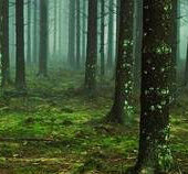 Свободный источник