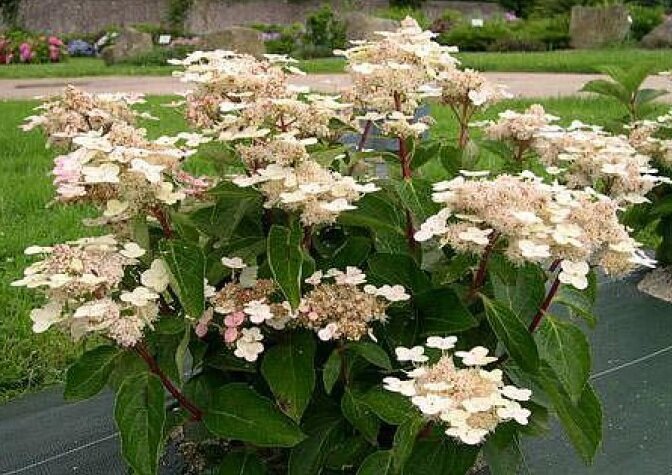 Гортензия метельчатая Дартс Литл Дот. Фото из Интернета.