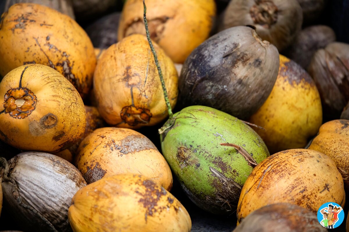 Для тех кто не в курсе, вот это кокос, а то что находится внутри, это плод кокоса.