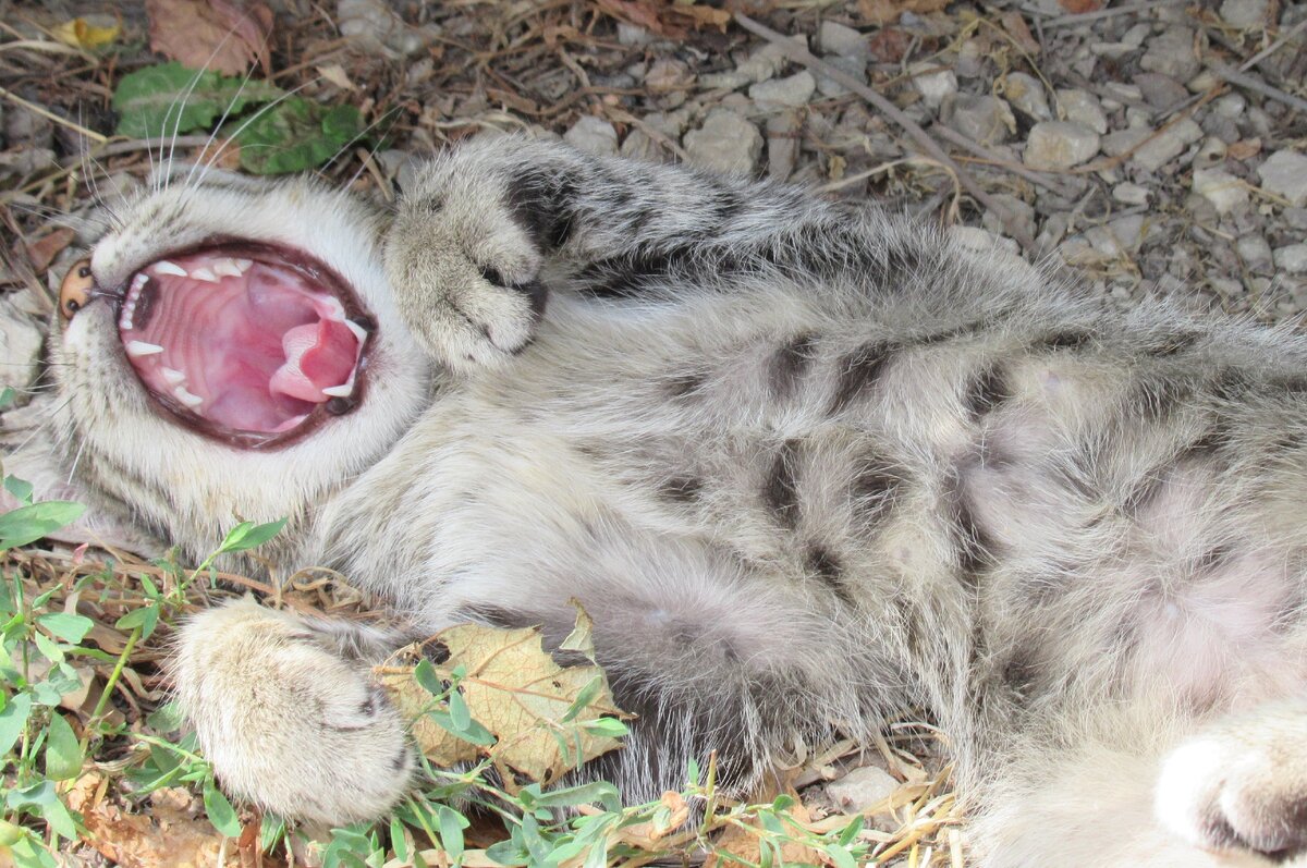  Просто крымский кот