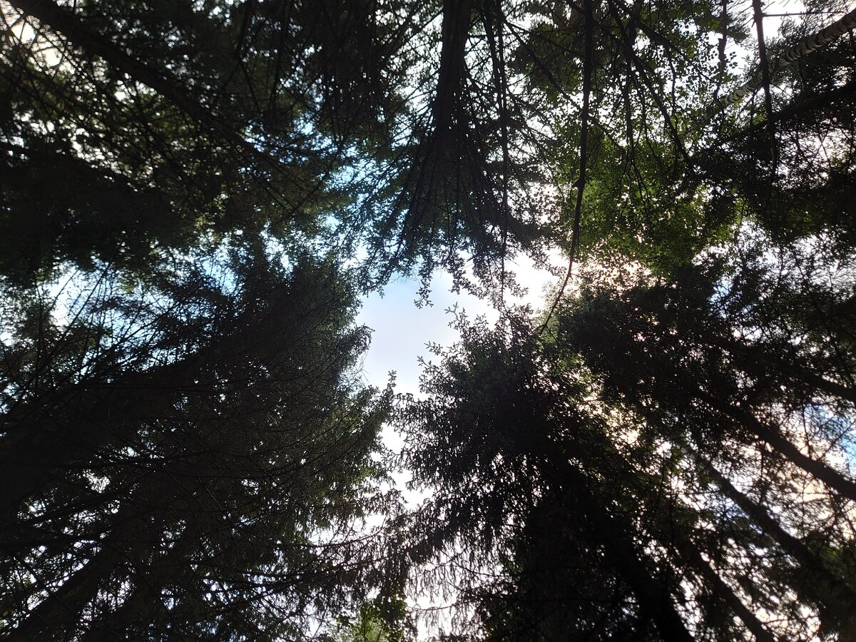 Сумрачные макушки деревьев)