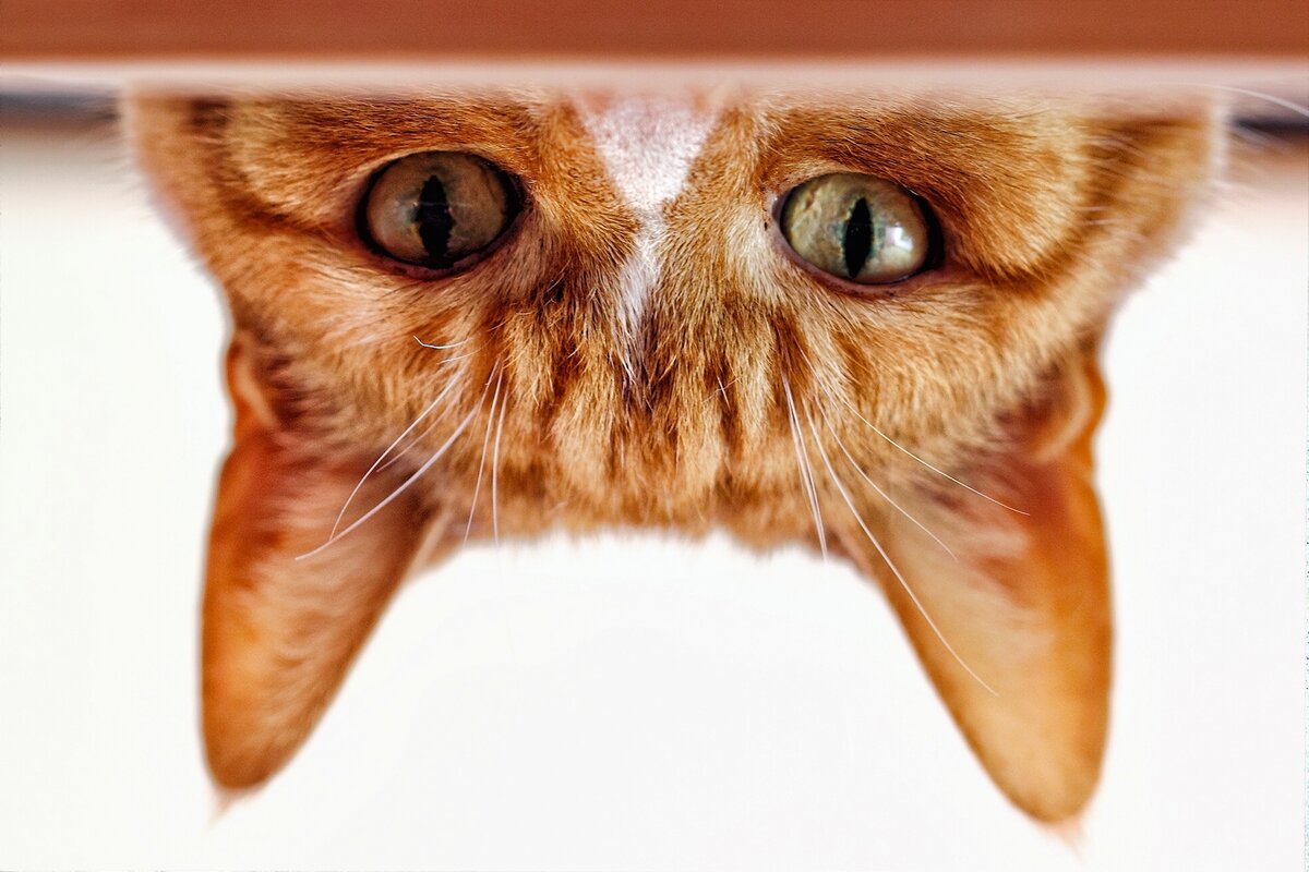 Шпионский кот следит за тобой