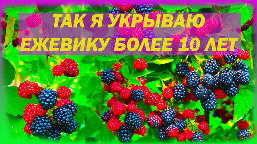 Как укрыть ежевику на зиму. Зимнее укрытие для ежевики. Как укрывать безшипую ежевику. Как выращивать ежевику. Ежевика.