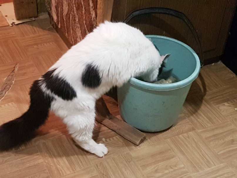 Неутомимый Шуруп помогает мыть полы, в перерывах попивая водичку прямиком из ведра. Нужен такой помощник? Звоните: +375 44 799 79 04 (Светлана), Беларусь, Минск.