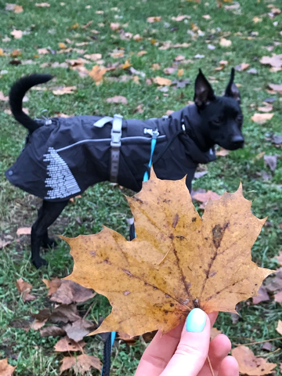 На фото мой постоянный гость — ксоло в шерсти (кто-то вообще в курсе об этой породе?) Хико, 1 годик