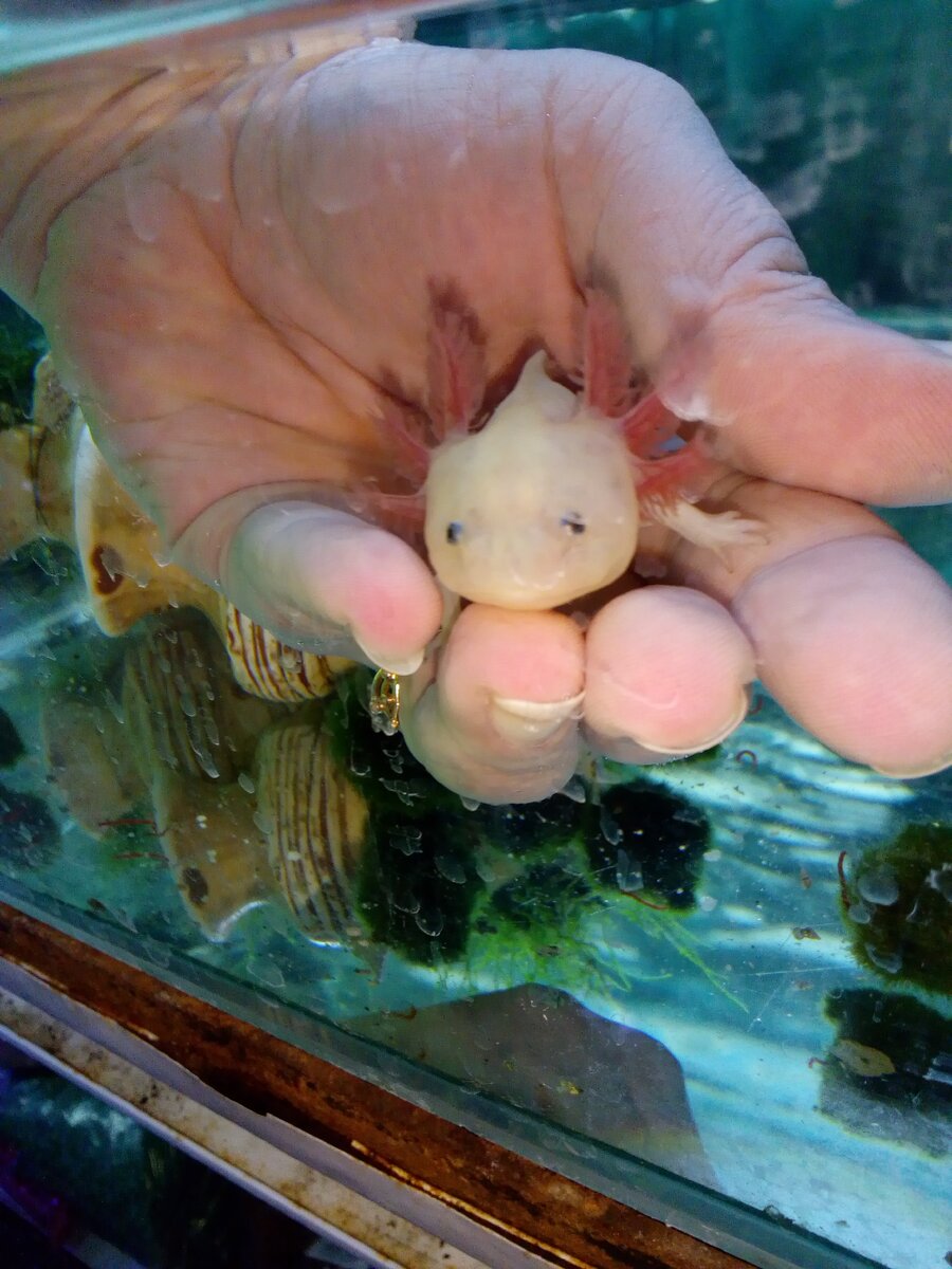 АКСОЛОТЛЬ (из личного архива) 