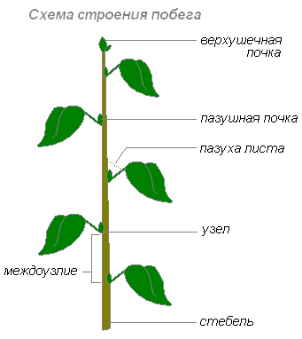 https://biouroki.ru/material/plants/pobeg.html