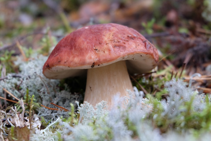 Иллюстрация: pixabay