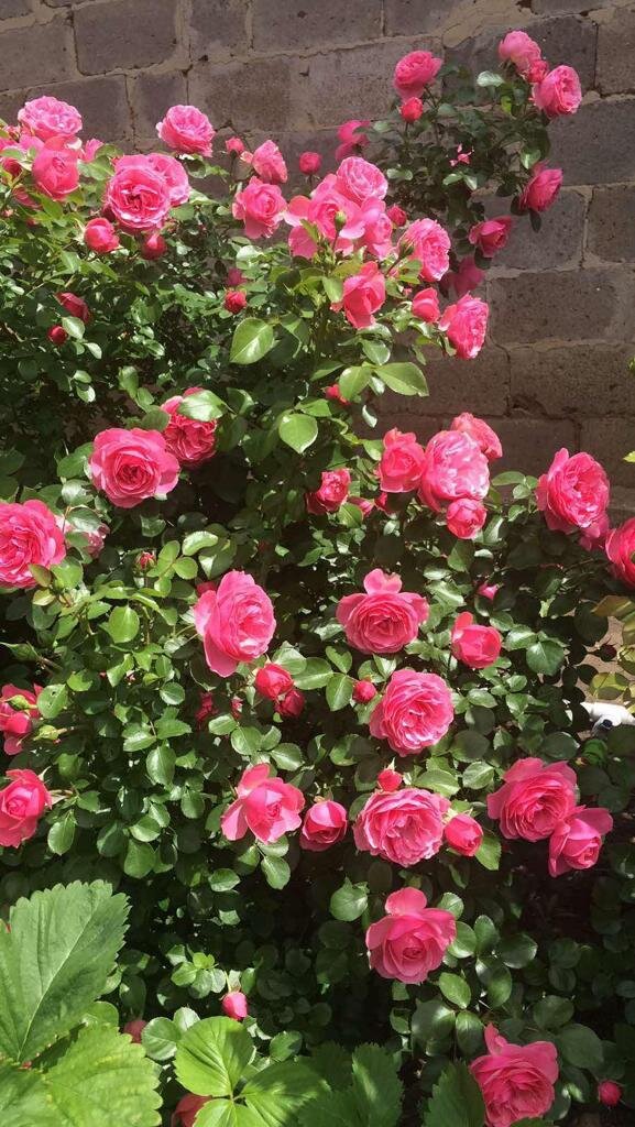 Роза Леонардо да Винчи. Фото июнь 2020 г.