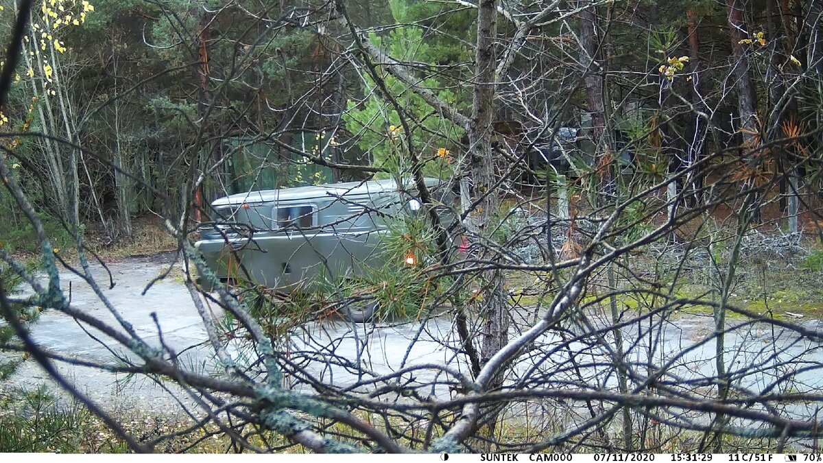 Что сняли скрытые камеры в Припяти и кто на них попался - оставили  фотоловушки в Чернобыле | Исследователь Войтек | Дзен