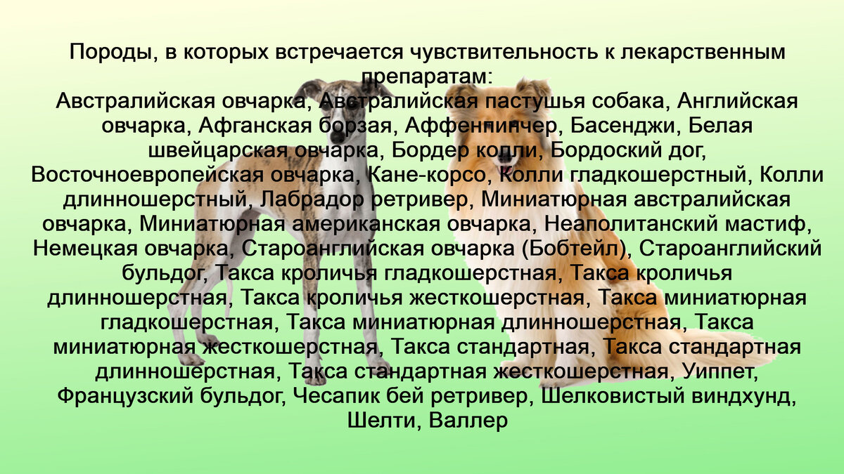 Список пород, которые рекомендуют исследовать на мутацию гена. Как видите список пород достаточно большой, к счастью в большинстве из них процент мутации не очень высокий