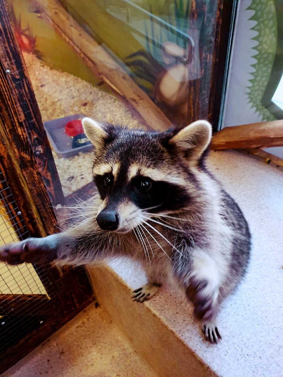 Красавец Бинго