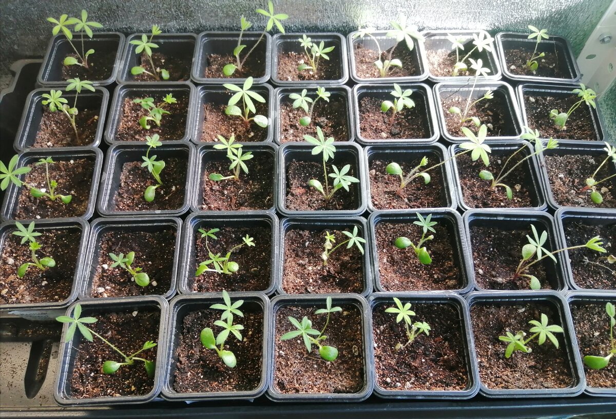 Рассада люпина