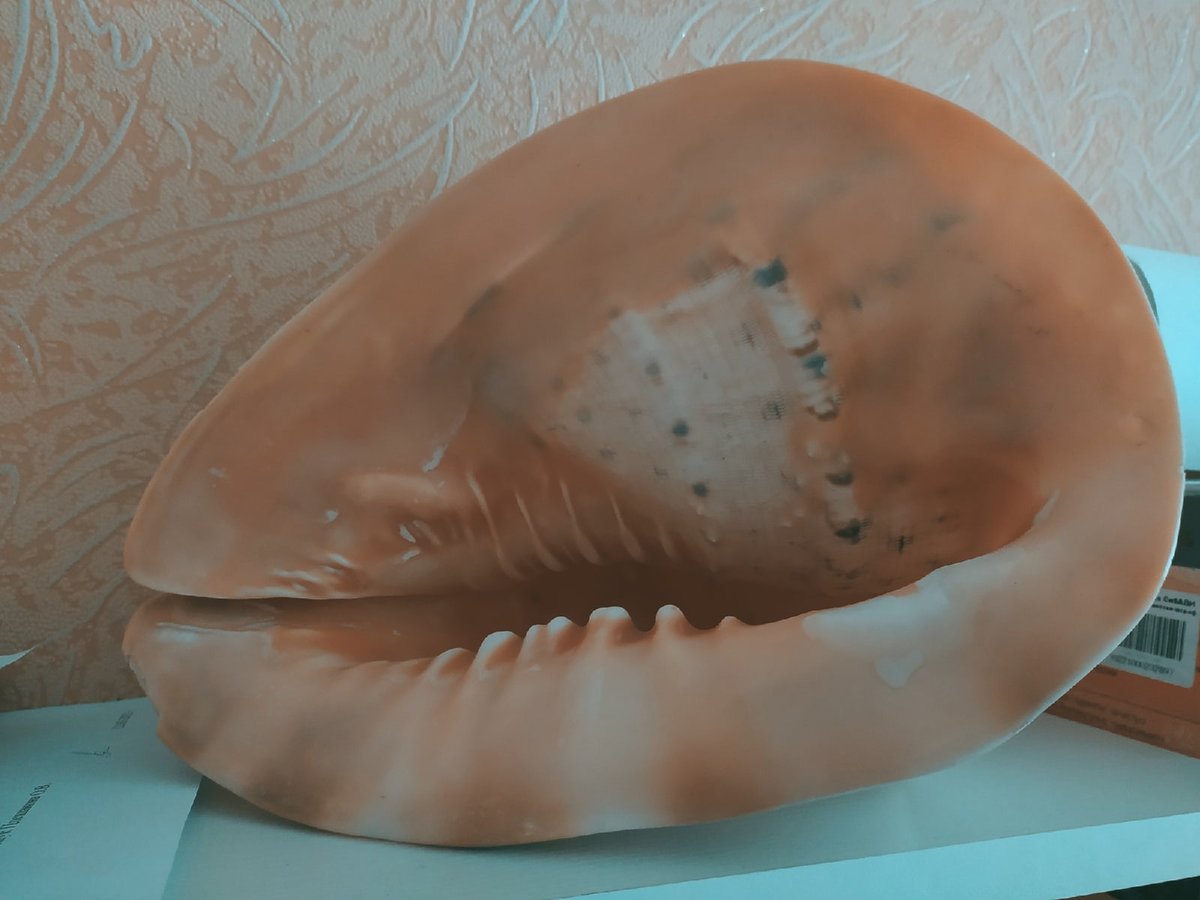 Фото автора. Подарили раковину с моря.