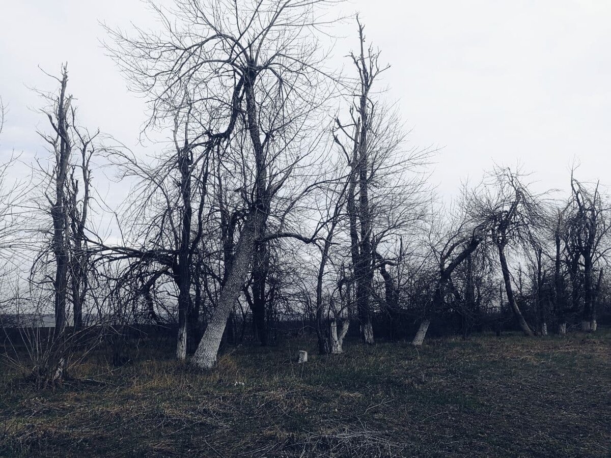 Деревья ставропольского края фото и названия и описание внешности