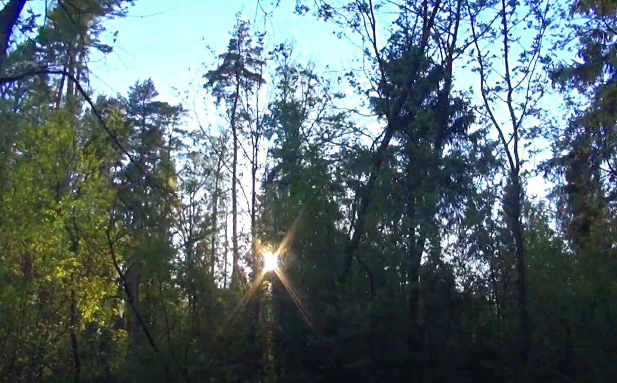 Солнце пробивается сквозь густые заросли деревьев.