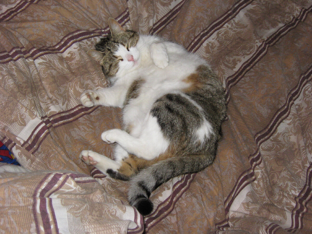 На любимом диване. Фото мое.