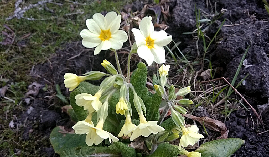 Цветёт примула. Фото автора