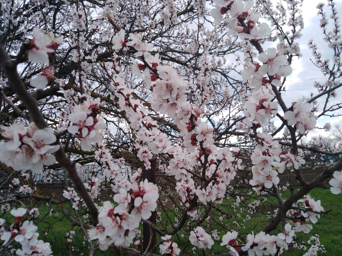 Жаль, аромат фотографией не передать :) Фото автора