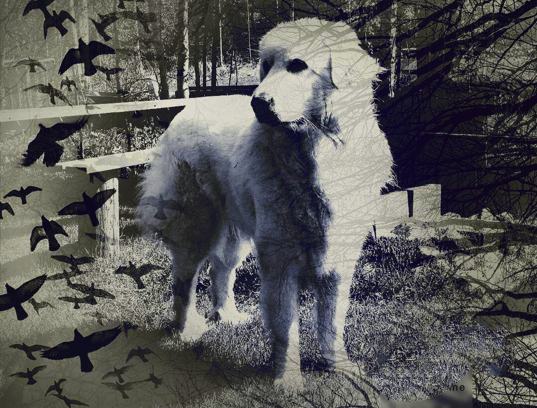 Фотоколлаж автора статьи