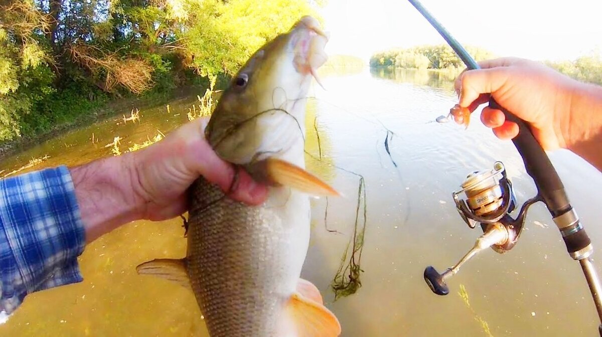 Поймать ее очень сложно, многие опытные рыбаки тратят очень много времени что бы научиться стабильно ее ловить.