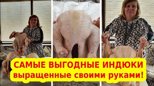 Какие породы индюков самые выгодные