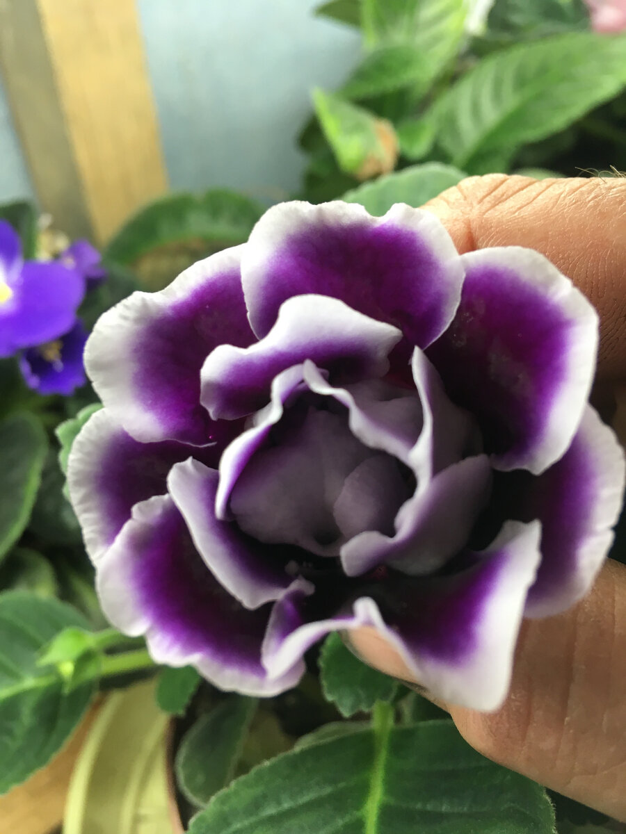 фиолетовая махровая