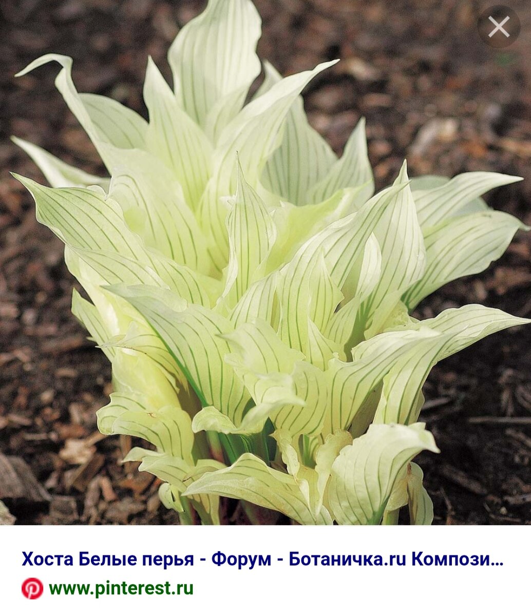 Фото с сайта www.pinterest.ru  Хоста в начале лета