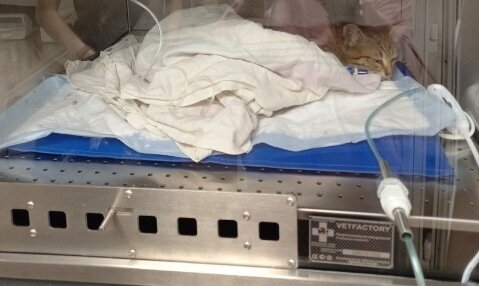 В стационаре