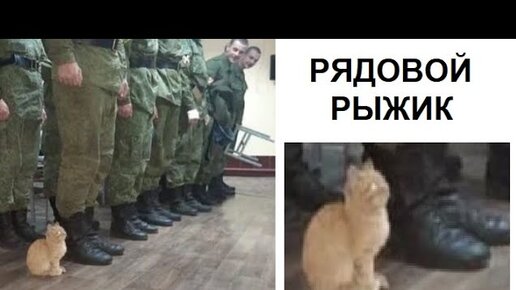 Солдаты в строю. Кот в армейской форме. Талисман крымского моста кот мостик. Кошка в строю солдат. Солдаты в строю.