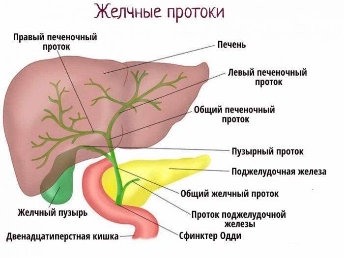 Заболевания желчных и печеночных протоков