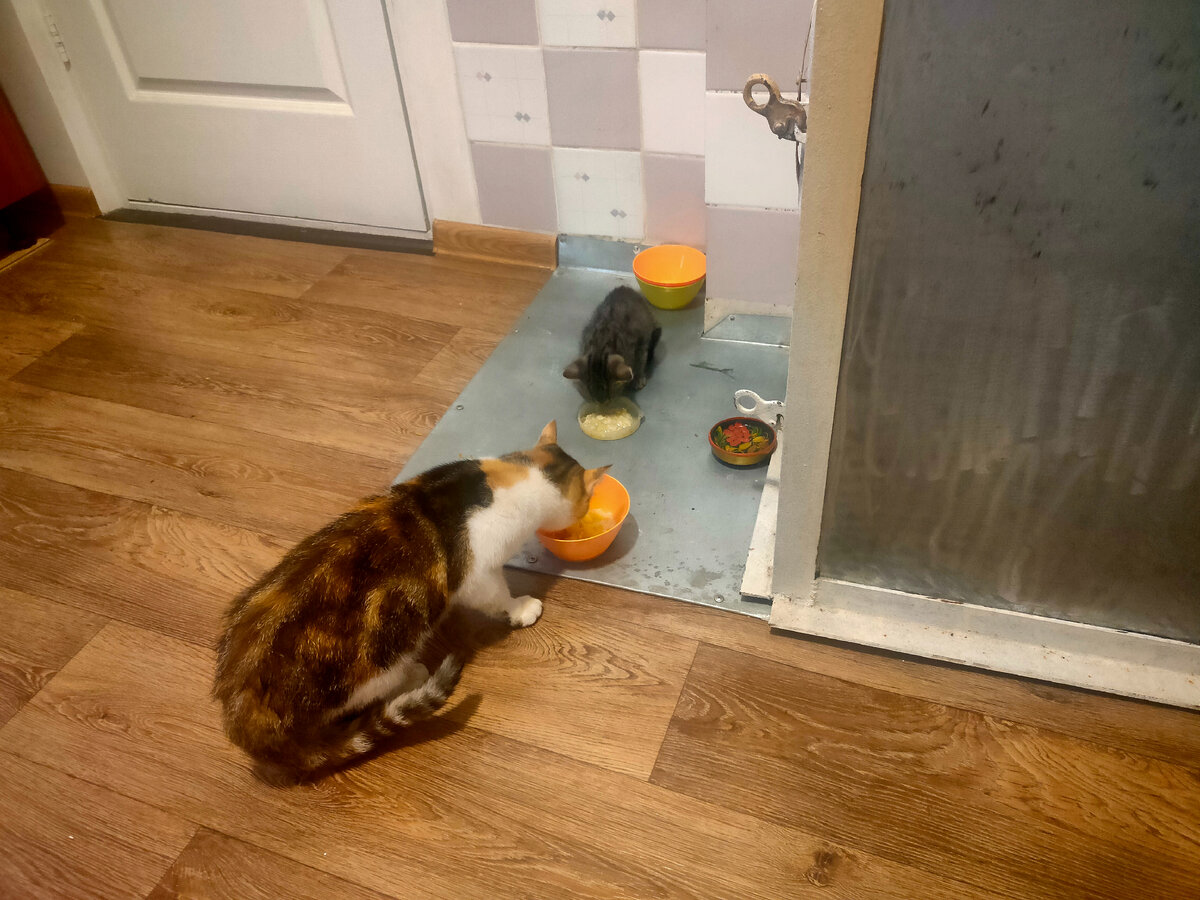 Первый шаг - совместное питание. Без ругани и драки