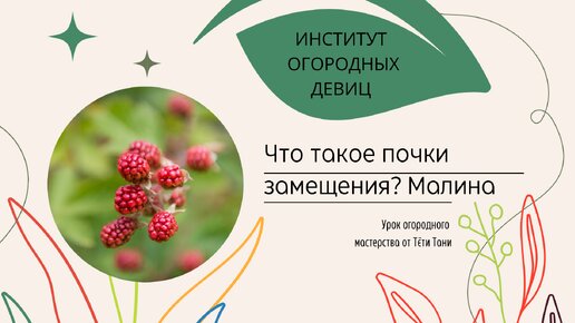 Что такое почки замещения на черенках малины. Показываю. Покупать только такие.