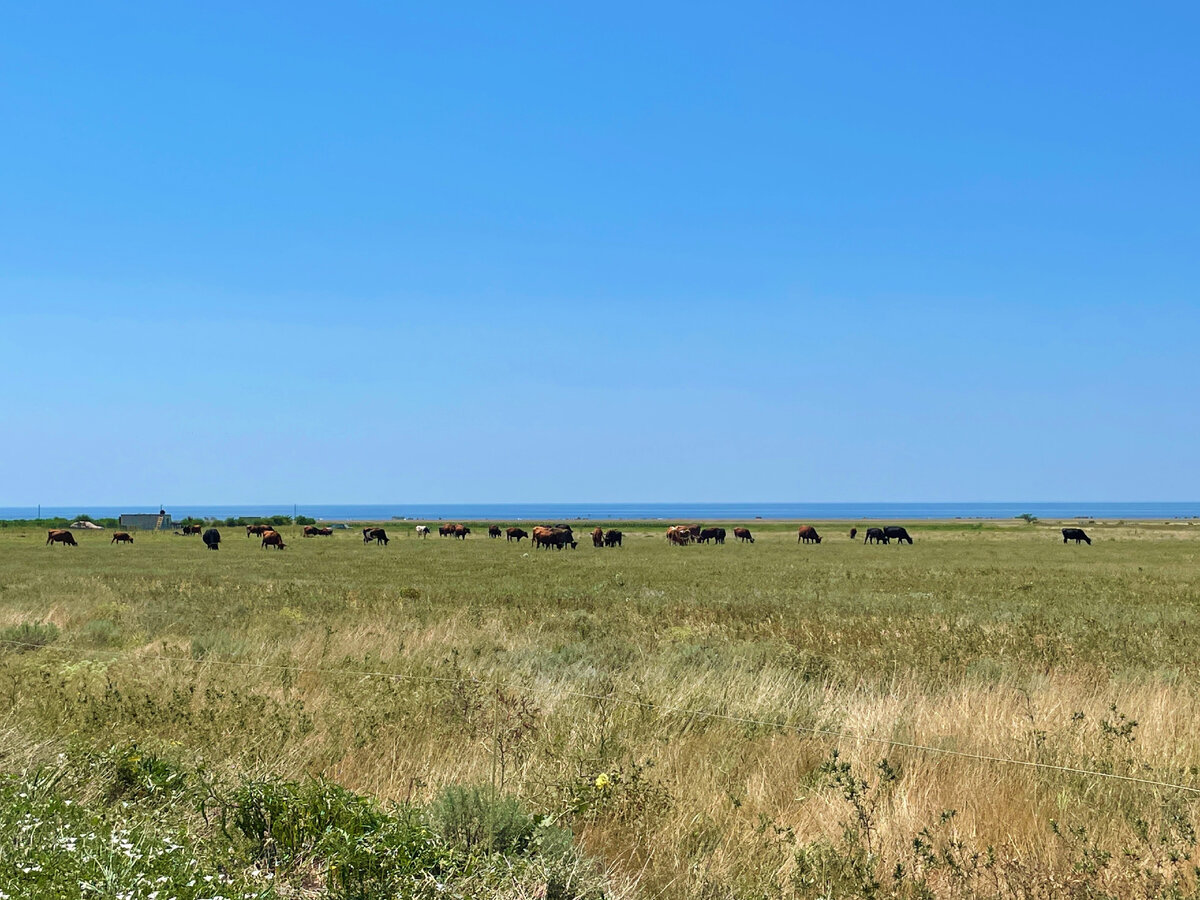 Как живут люди в Крыму почти в 3 км от моря в обычном селе Громово.  Обстановка внутри села, улицы, дома и люди | Под зонтиком | Дзен