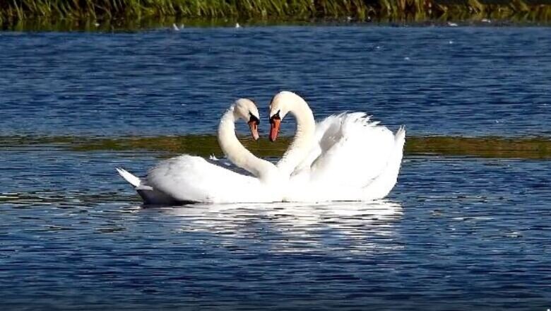 «Помогите, лебедь замерзает в пруду!»: жители Удмуртии просят спасти птиц