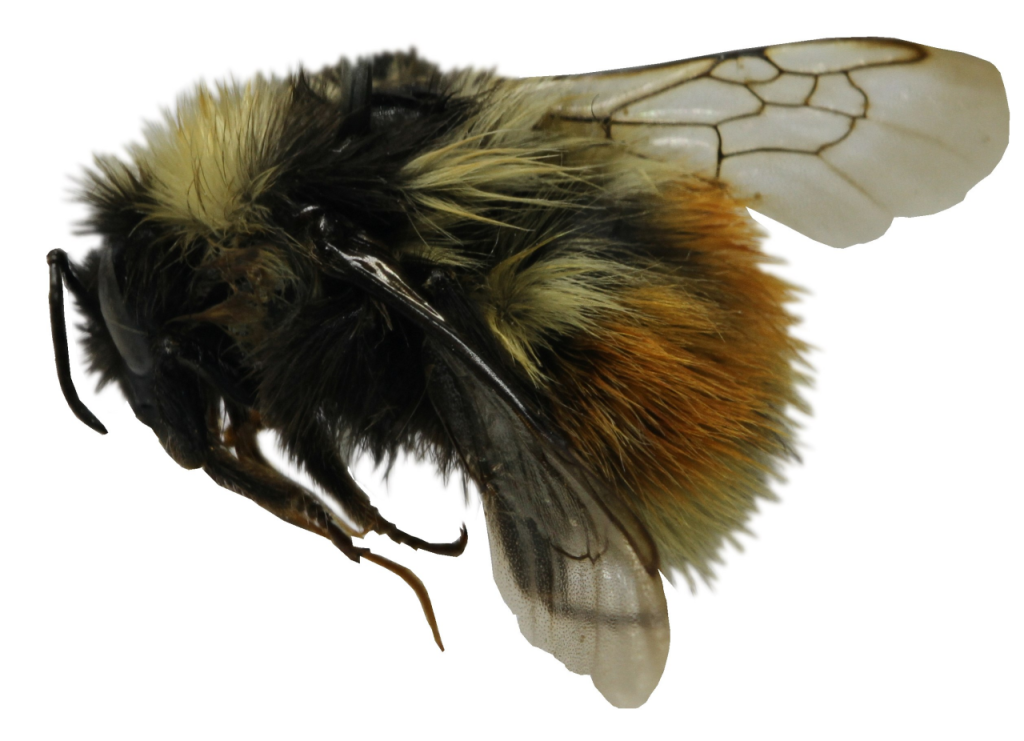 На фото: Bombus lapponicus