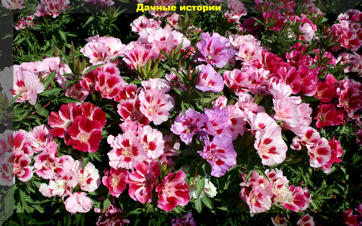 https://vk.com/photo-159774511_457256847