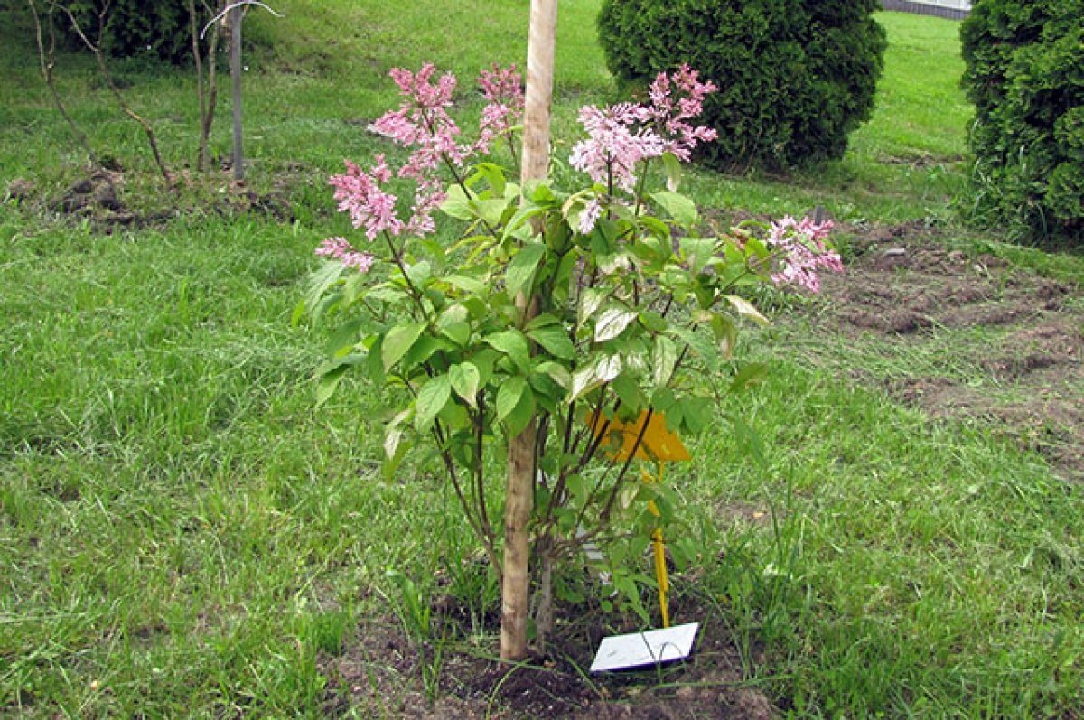    Территорию возле ТЦ «Шоколад» обустроят после строительства вентшахты метро