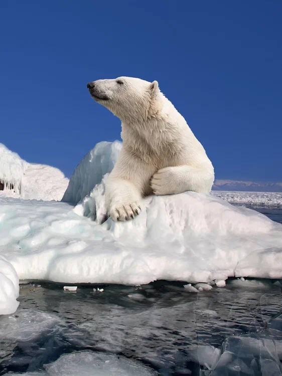 Самый крупный хищный зверь на планете