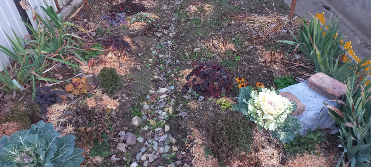 Ну вот она, наша зима. Ни намёка на снег. Клумбы на покое. Растительность лишнюю не убираю. 