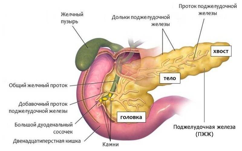 Частый стул при панкреатите