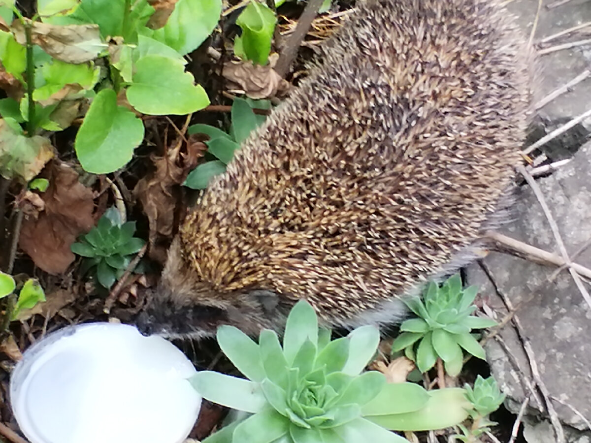 наш  йожик  и кефир